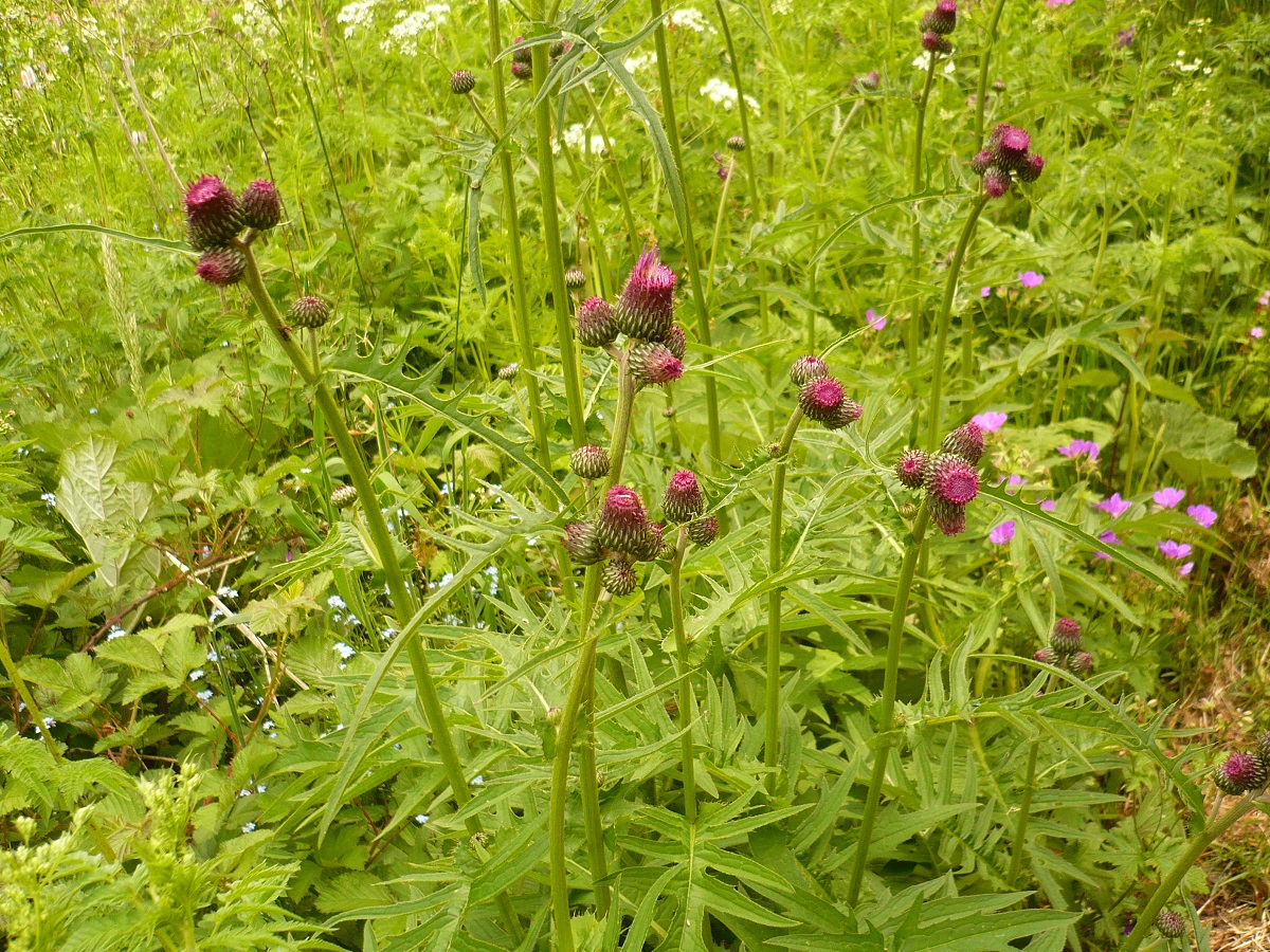 Cirsium rivulare (Asteraceae)